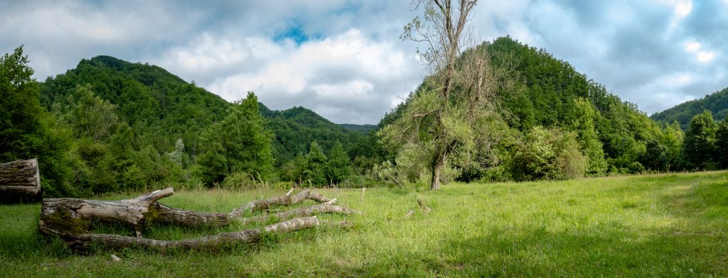Parco Nazionale delle Foreste Casentinesi. Foto Wikimedia Commons @Alberto Tarroni