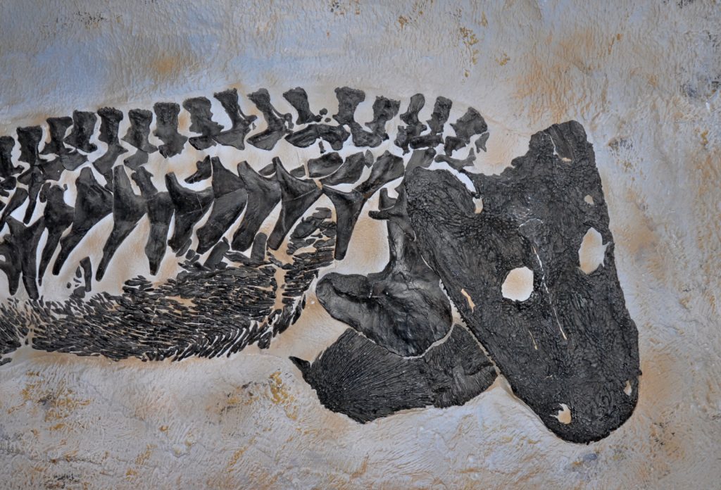 Redagno, fossile nel museo. Foto Stefano Ardito