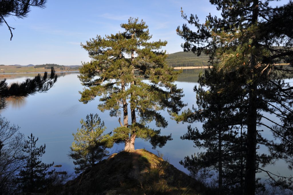 Sila, pini larici e Lago di Cecita. Foto Stefano Ardito