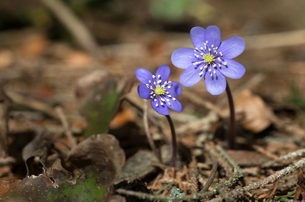 Fotografare i fiori in montagna