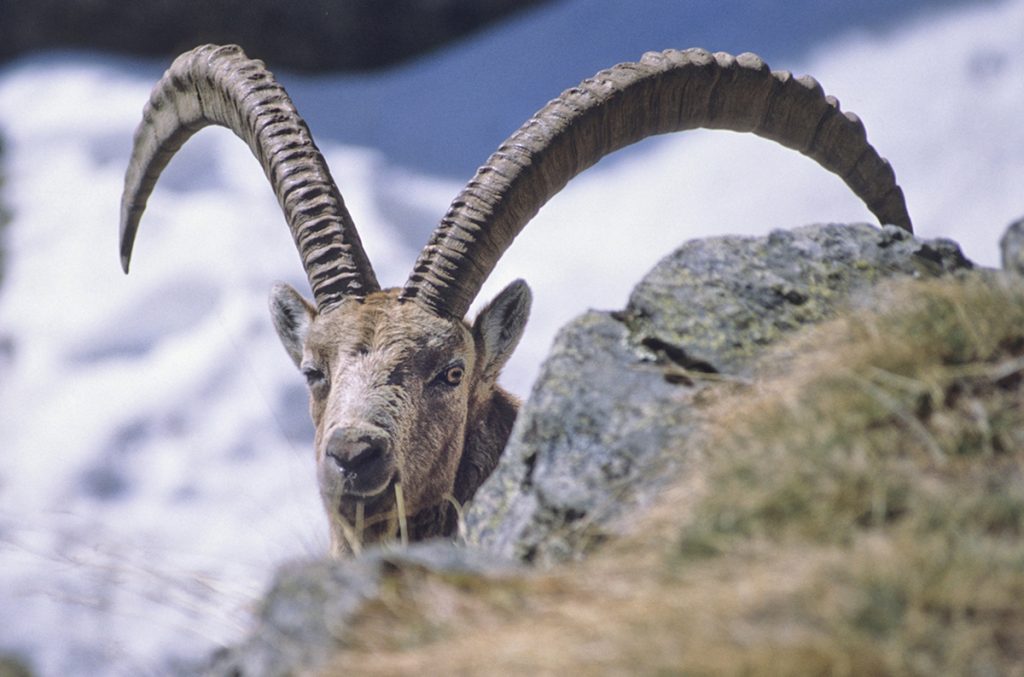 stambecchi, alpi