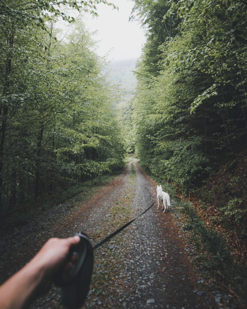 Escursione con il cane, sempre al guinzaglio. Foto Unsplash @Marek Szturc