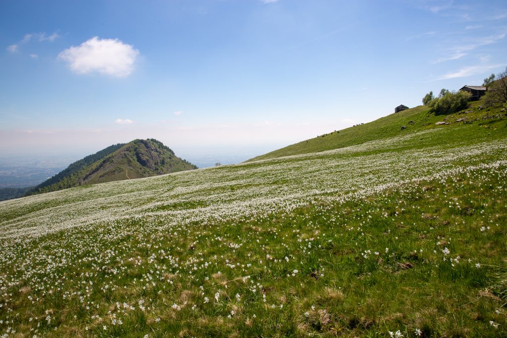 Narcisi a Pian delle Nere. Foto Andrea Mucelli