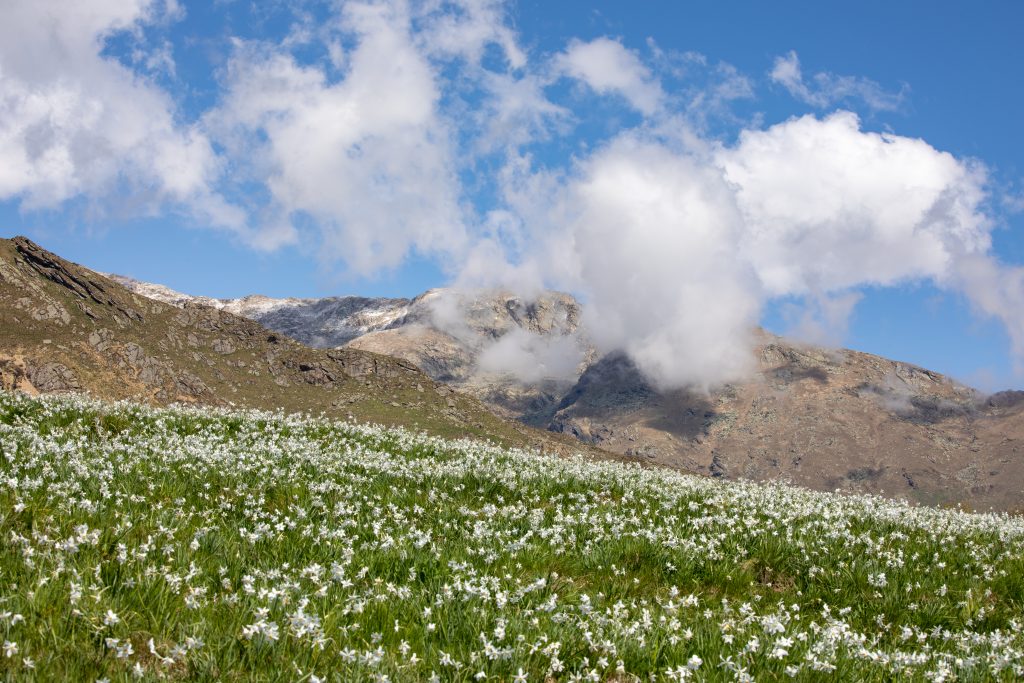 Narcisi a Pian delle Nere. Foto Andrea Mucelli