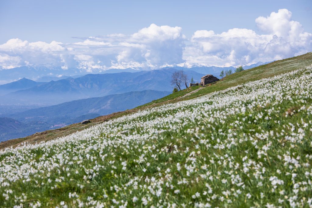 Narcisi a Pian delle Nere. Foto Andrea Mucelli