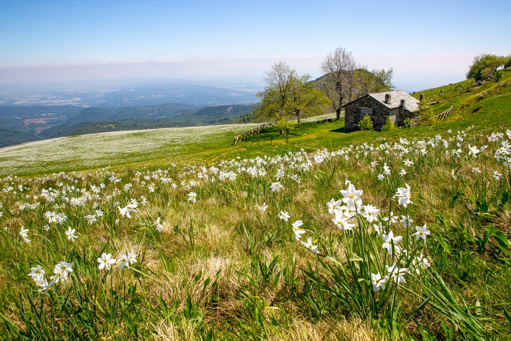 Narcisi a Pian delle Nere. Foto Andrea Mucelli