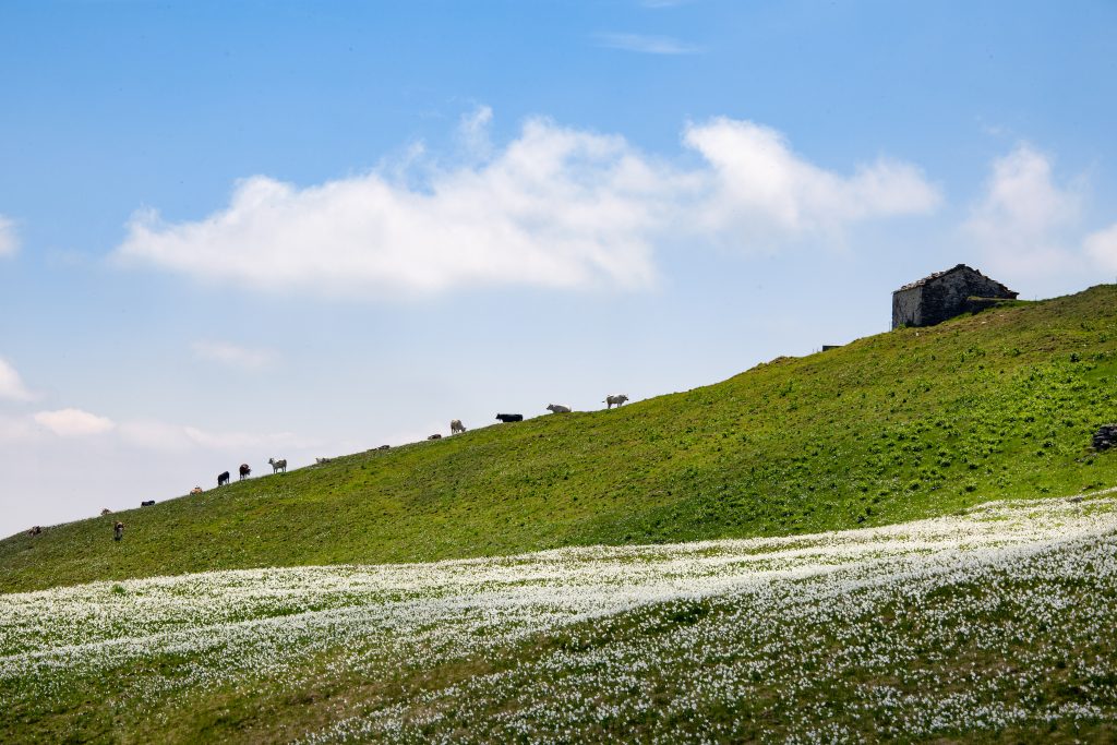 Narcisi a Pian delle Nere. Foto Andrea Mucelli