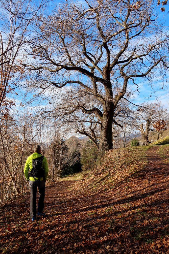 Camminando tra i castagni di Arfanta