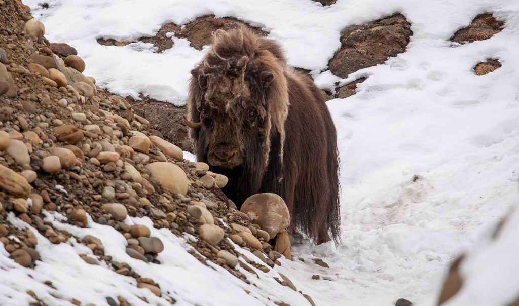 Foto FB Steger Center