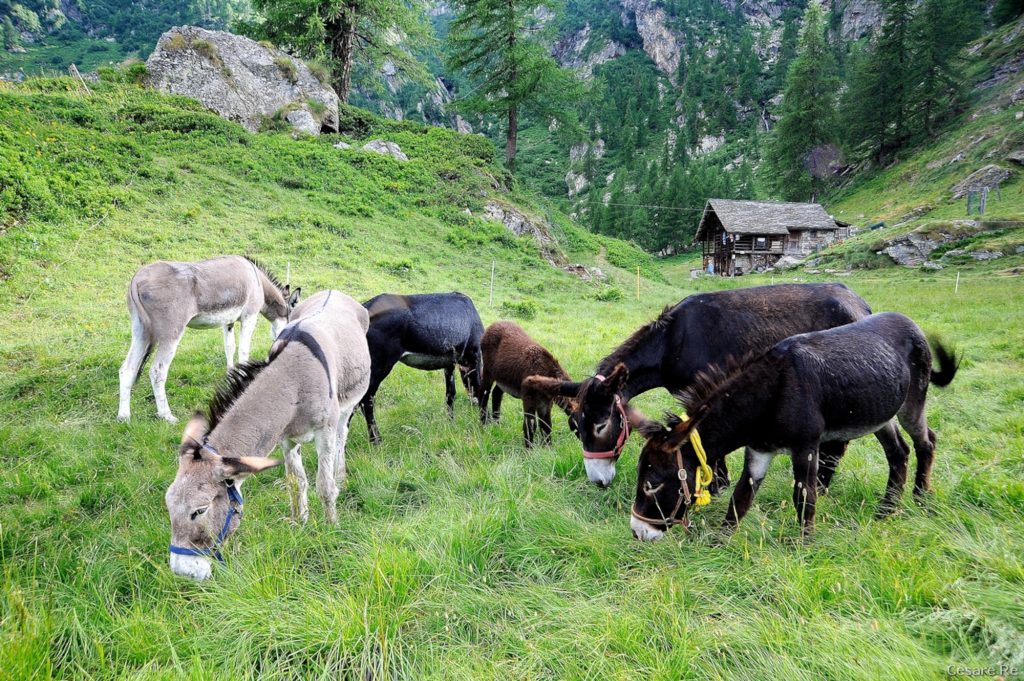 Pausa pranzo. Foto di Cesare Re
