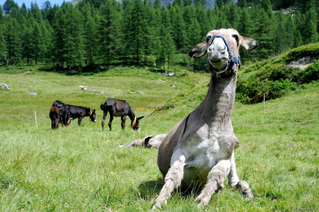 Relax nei prati di Larecchio. Foto di Cesare Re