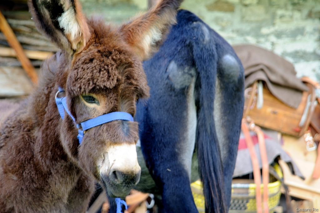 Testa Coda! Foto di Cesare Re