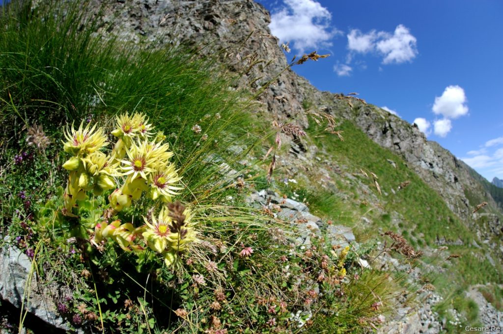 Semprevivi verso l’Ospizio Sottile. Foto di Cesare Re