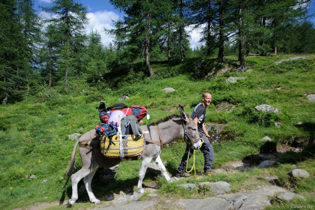 Gli asini portano i bagagli e gli zaini dei trekker. Foto di Cesare Re