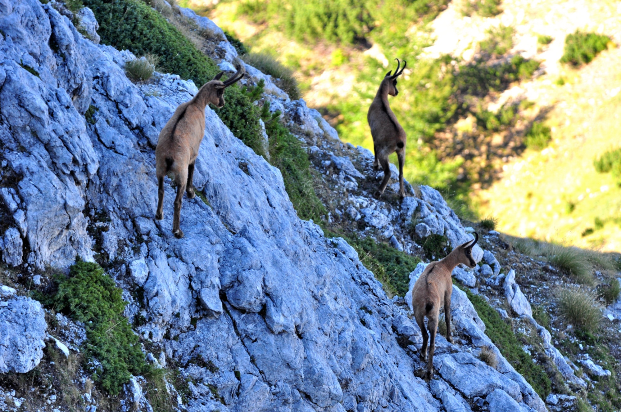 Camosci a Passo Cavuto