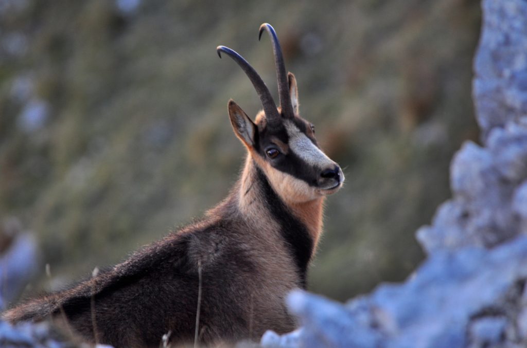 Camosci sul Monte Amaro di Opi