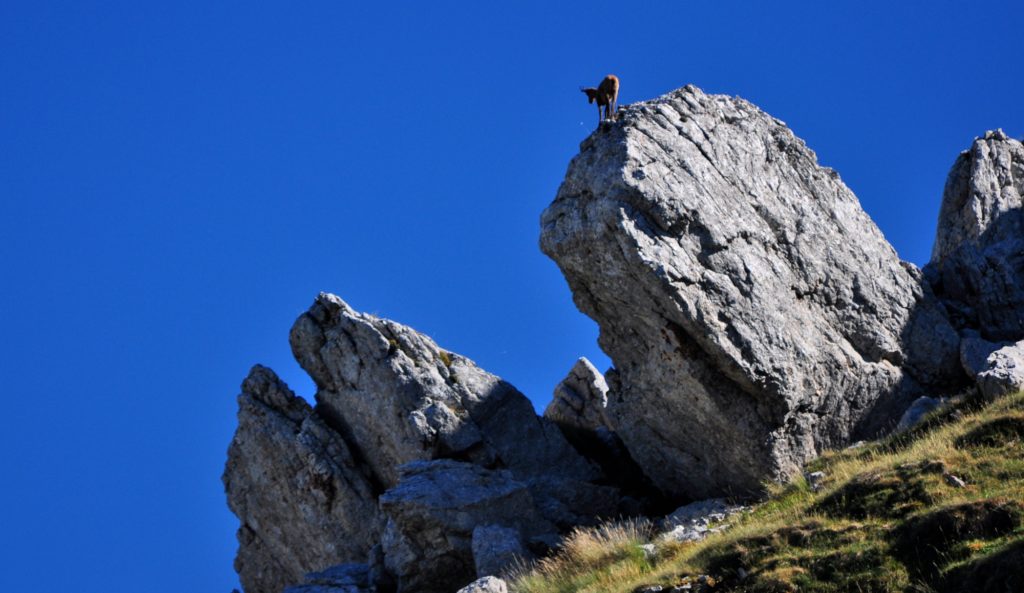 Camoscio in Val di Rose