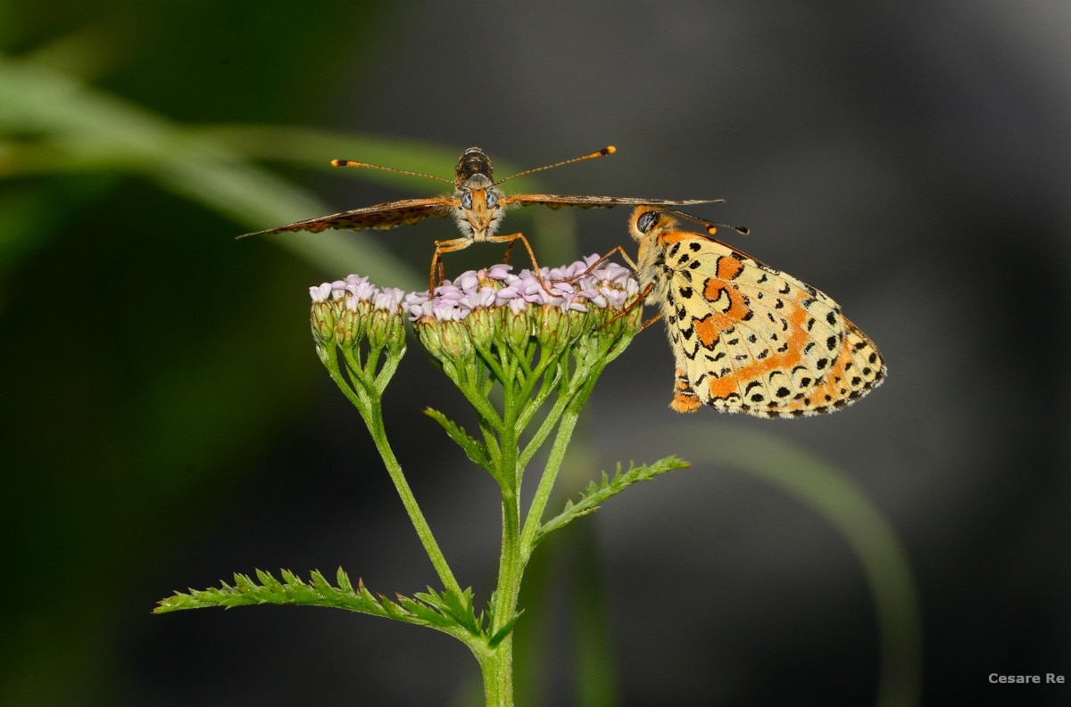 Come fotografare farfalle e insetti