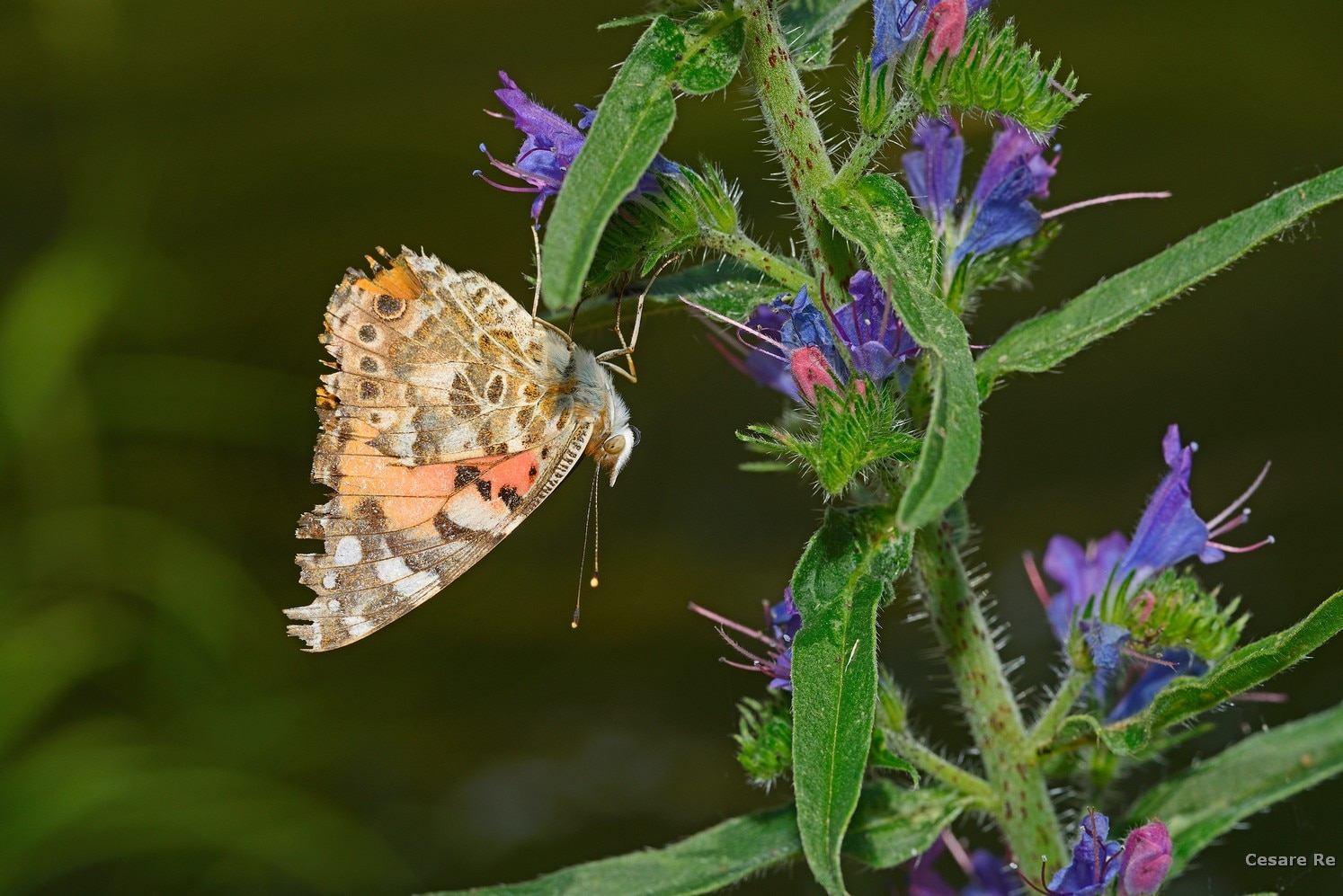Fotografare_farfalle e insetti. Foto di Cesare Re