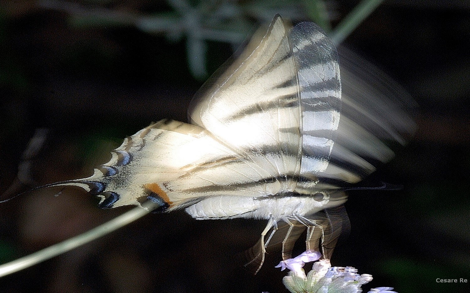 Fotografare_farfalle e insetti. Foto di Cesare Re