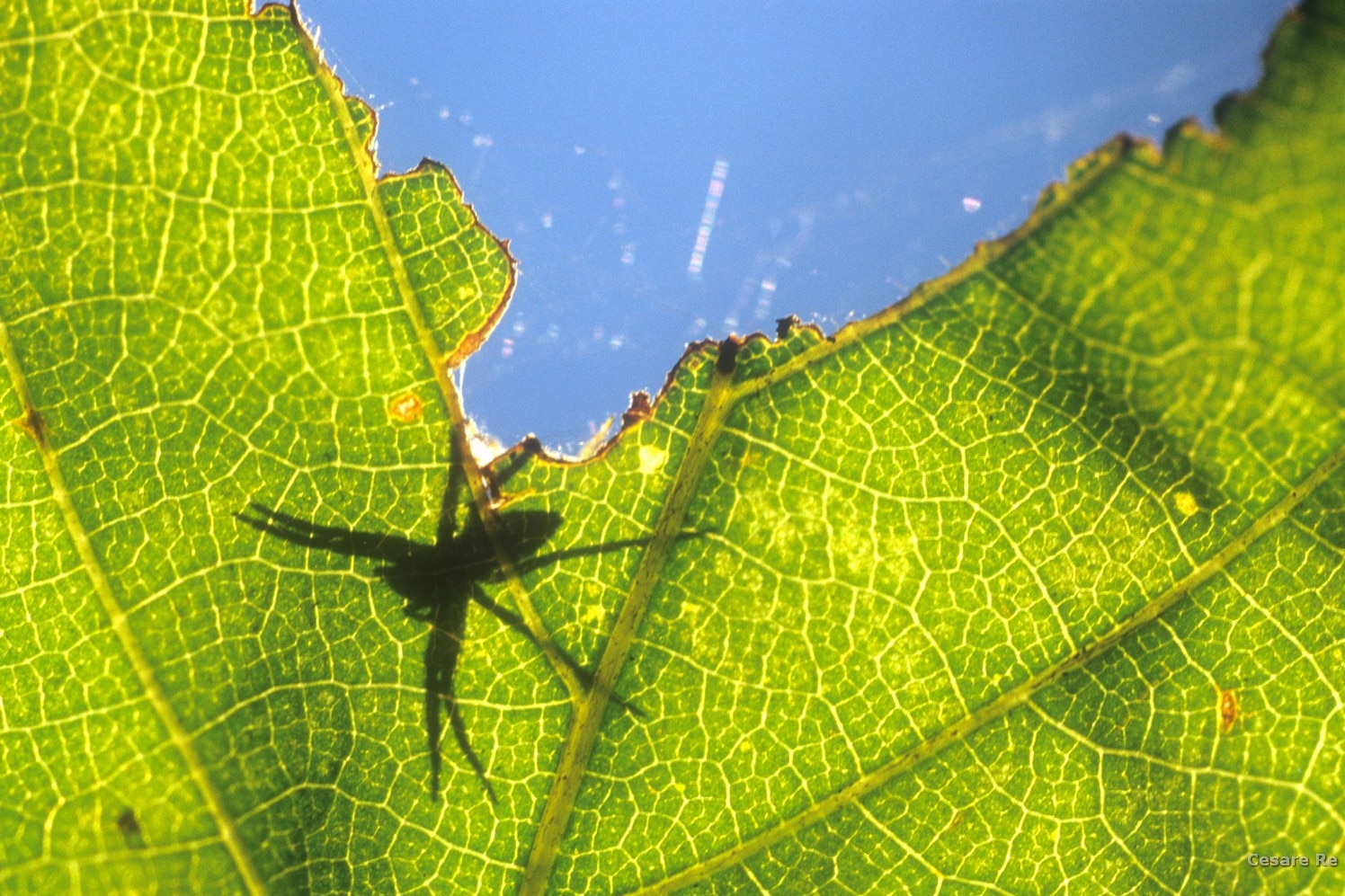 Fotografare_farfalle e insetti. Foto di Cesare Re