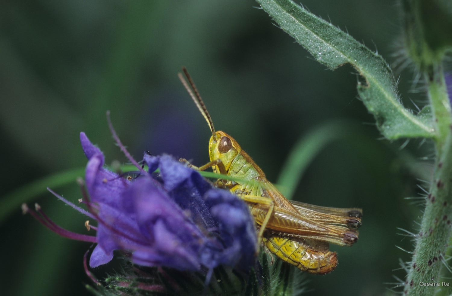 Fotografare_farfalle e insetti. Foto di Cesare Re