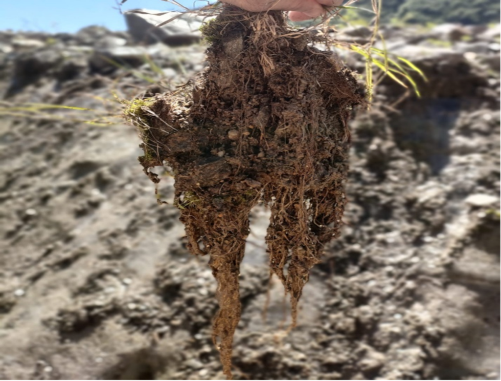 Vegetazione erbacea epiglaciale. Foto di Andrea Greppi