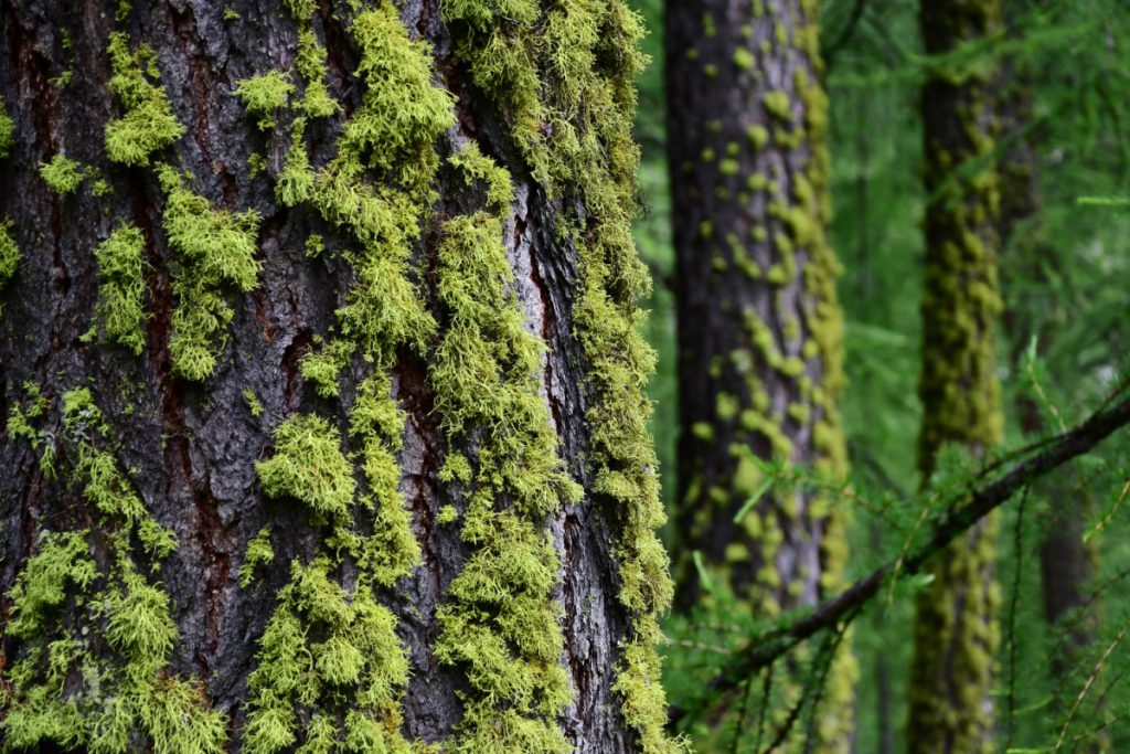 Larici secolari. Foto di Stefano Ardito