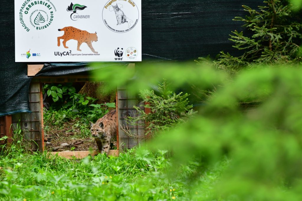 La liberazione della lince Karlo. Foto di Moritz Klose/WWF Germania