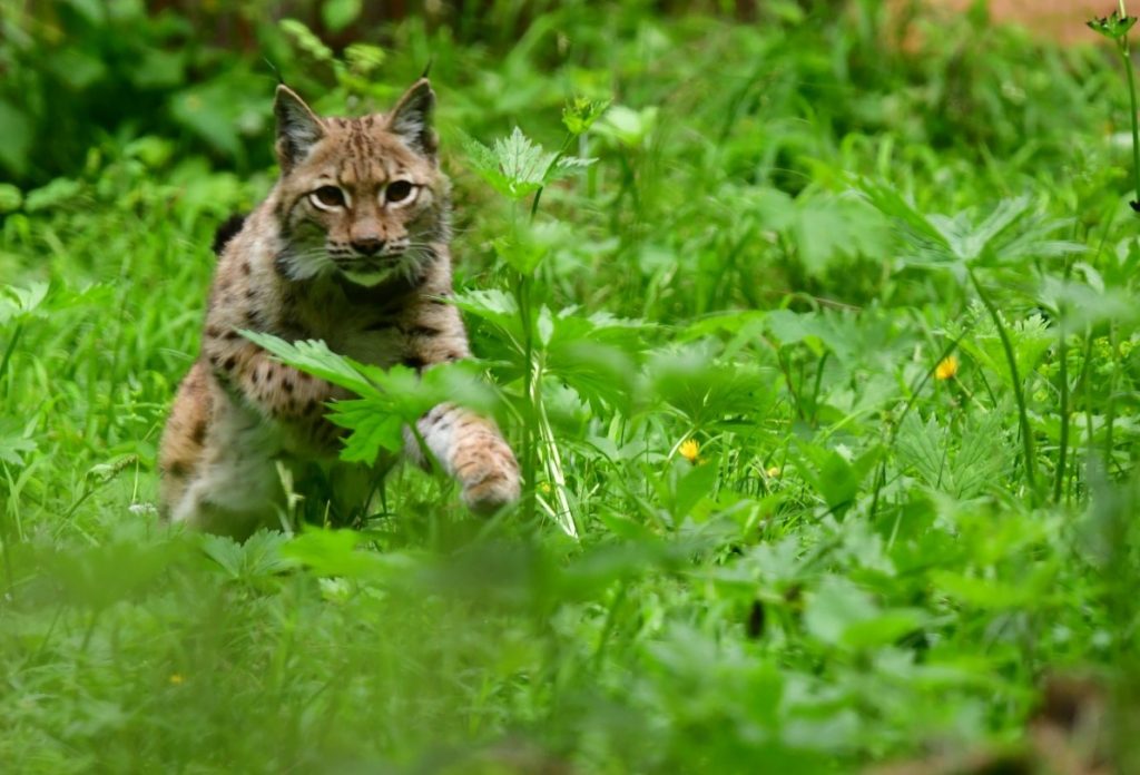 La lince Karlo. Foto di Moritz Klose/WWF Germania