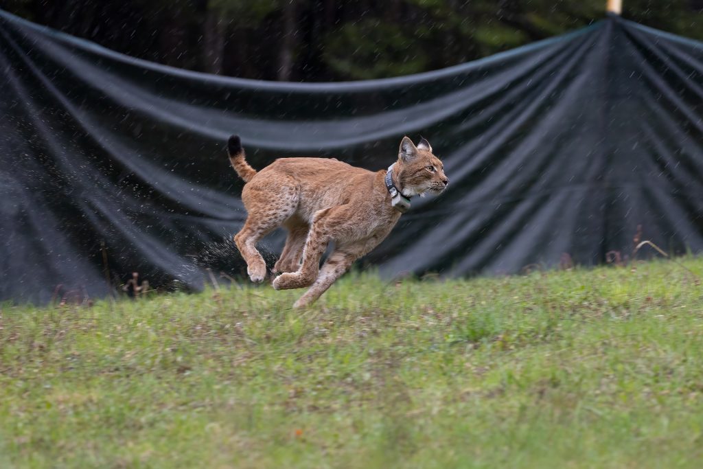 La liberazione di una lince a Tarvisio. Foto di Ermes Furlani/WWF