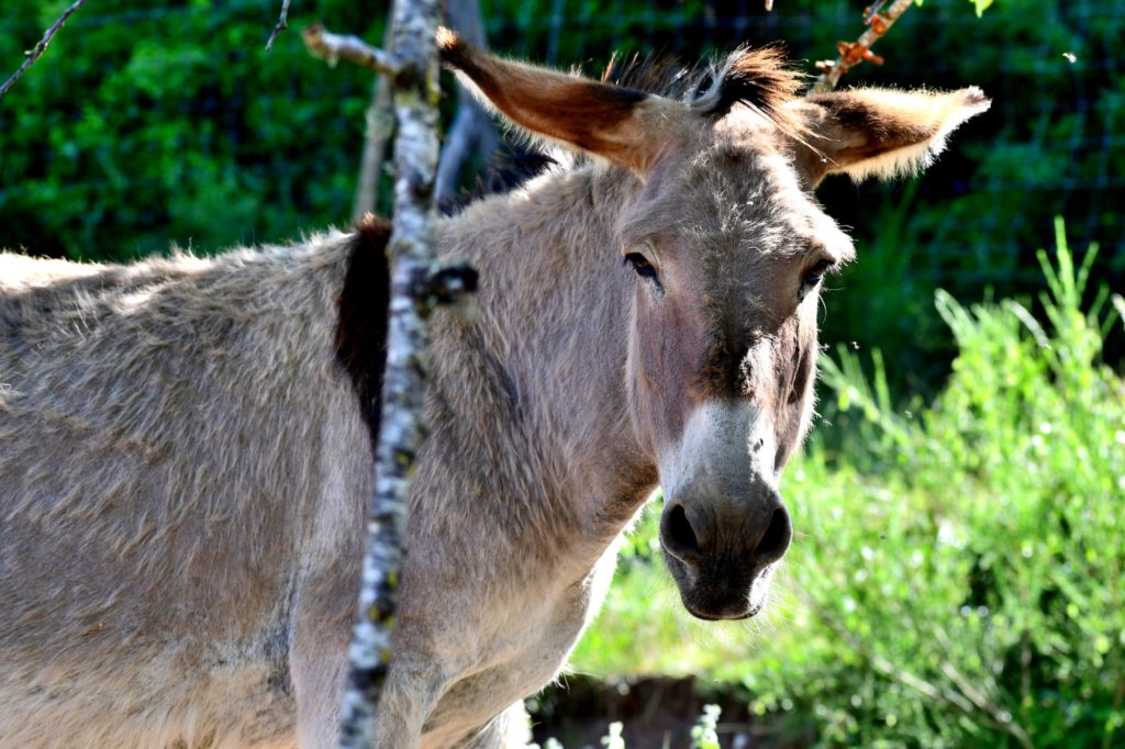 Parco Faunistico dell