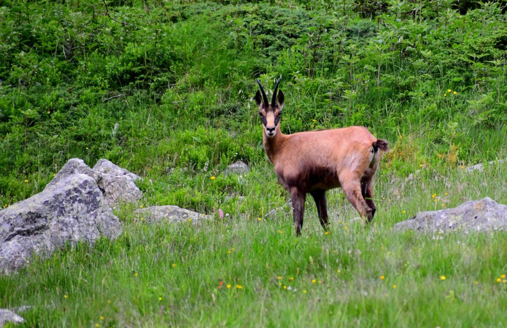 Un camoscio nel Vallone della Valletta. Foto di Stefano Ardito
