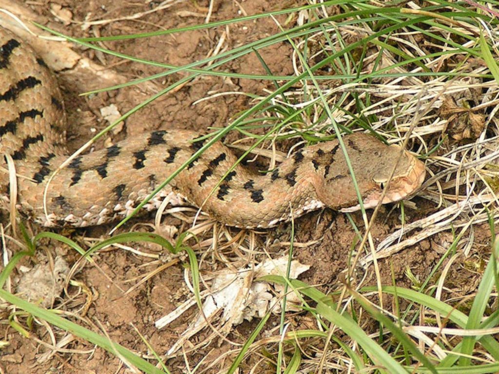 Vipera comune (Vipera aspis). Foto @ Eric Steinert/Wikimedia Commons