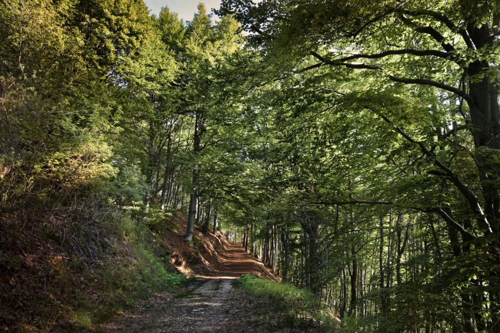 Bosco del Sorriso, Oasi Zegna