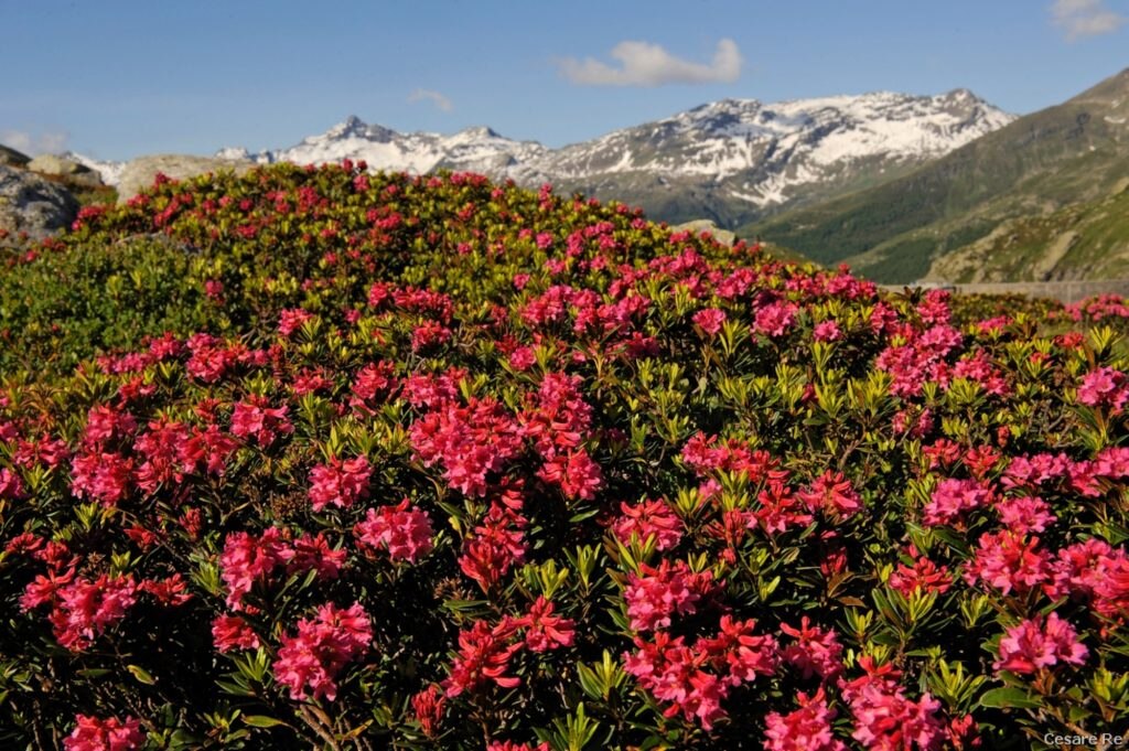 Rododendri nella zona di Passo Spluga. Foto di Cesare Re