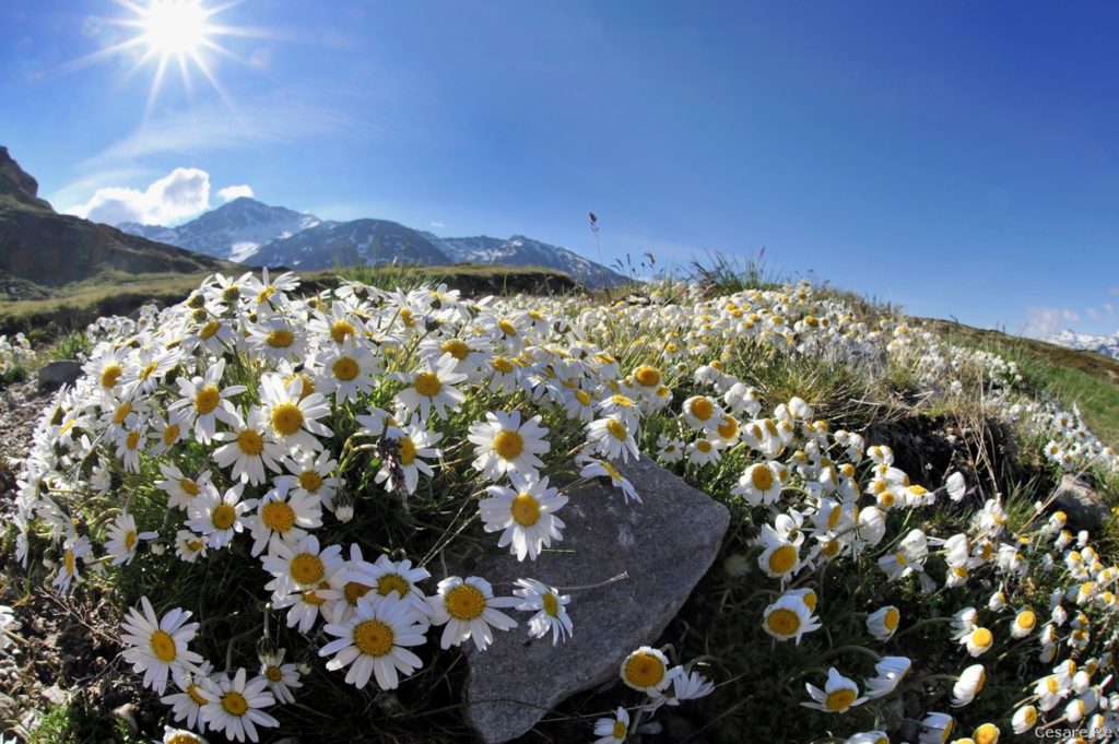 Fioriture lungo il tracciato per il Bertacchi. Foto di Cesare Re