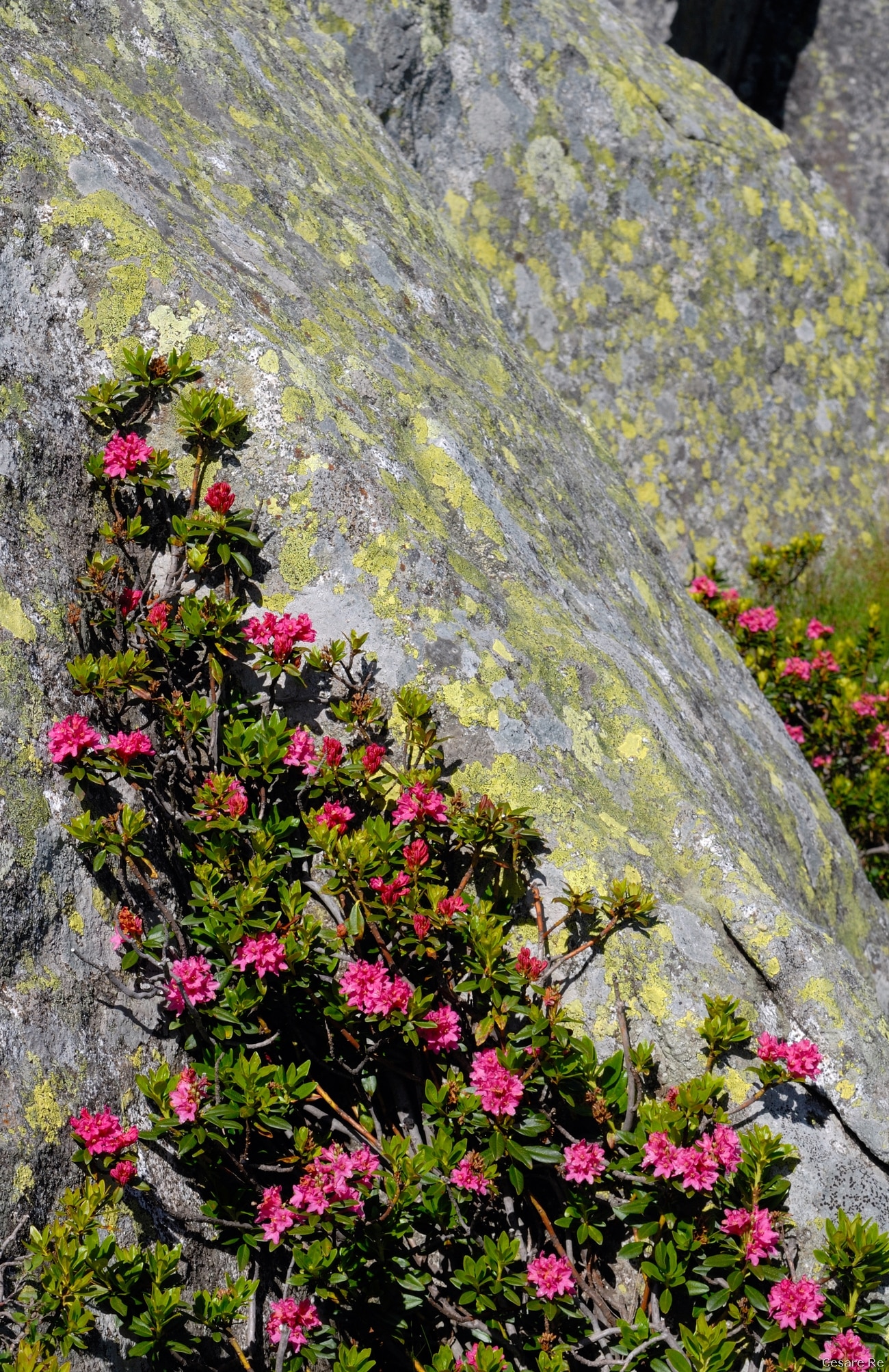 Rododendri sulla Presanella. Foto di Cesare Re