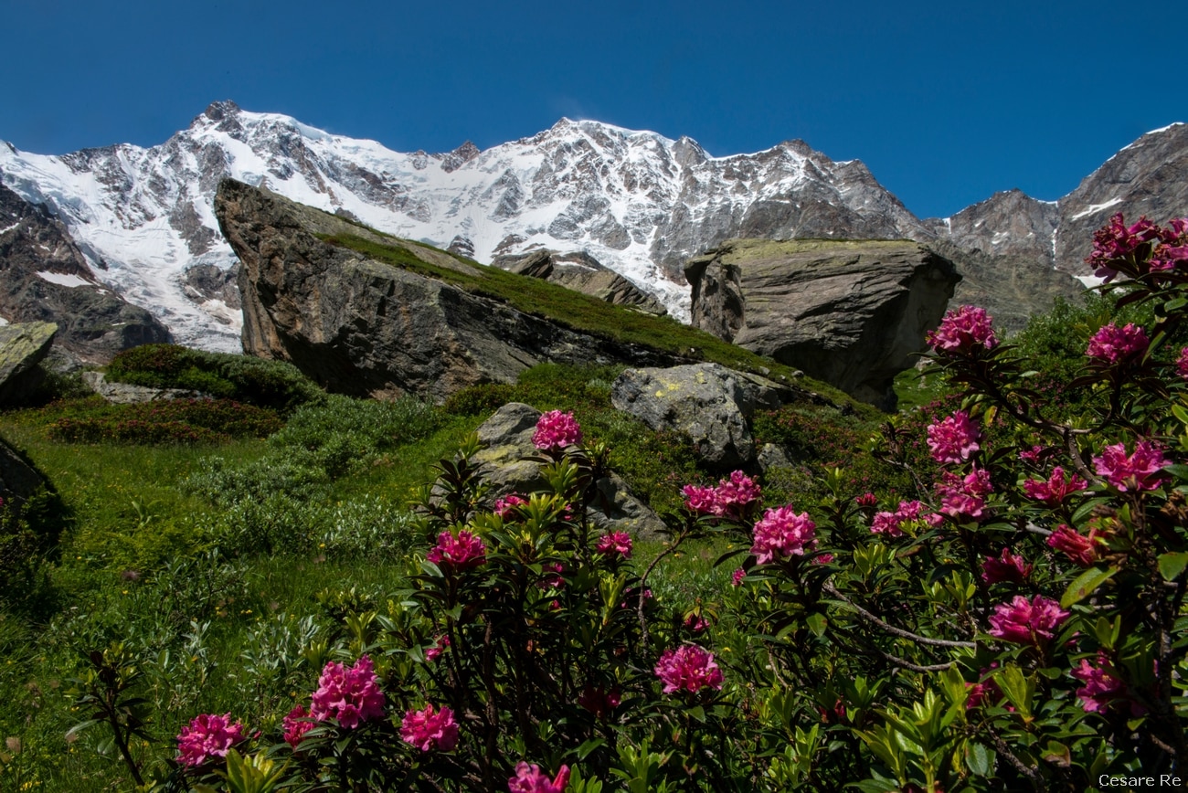 La Est del Rosa con un cespuglio di rododendri. Foto di Cesare Re