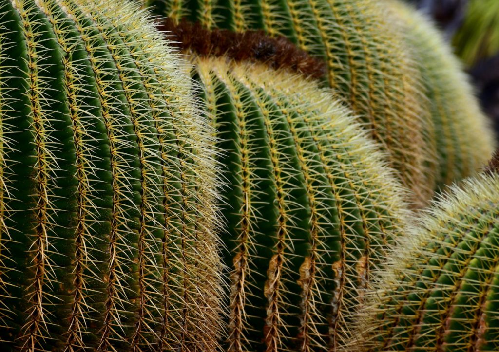 Cactus a Lanzarote. Foto di Stefano Ardito