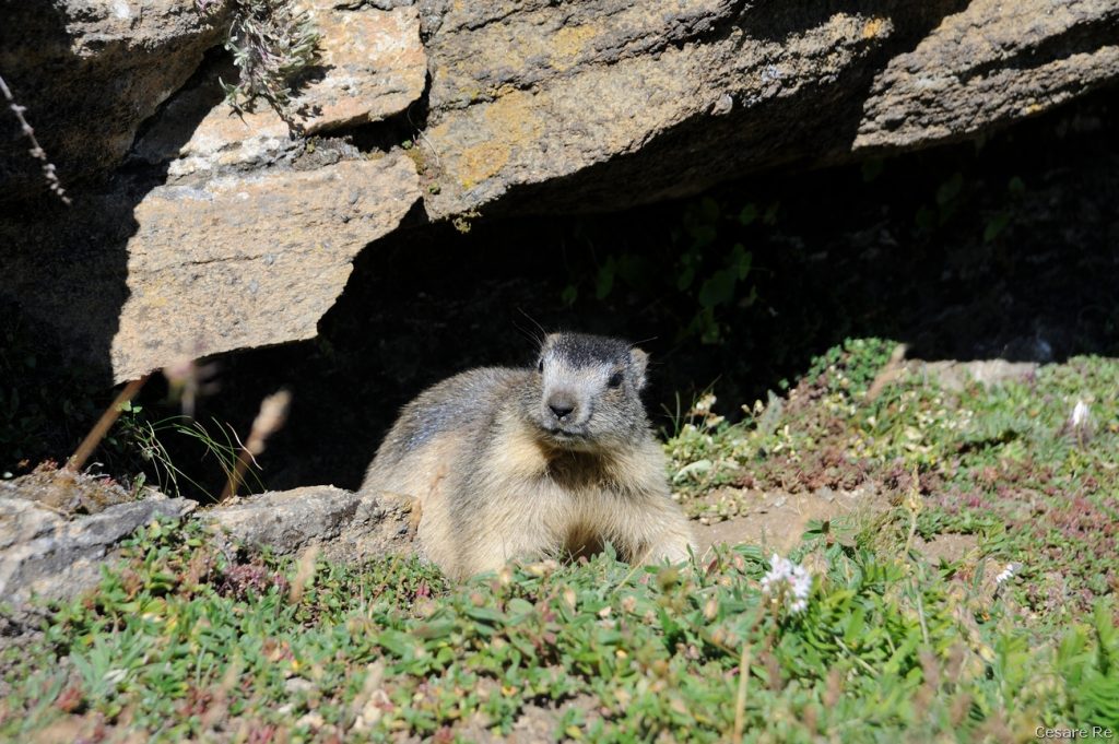 Marmotta. Foto di Cesare Re