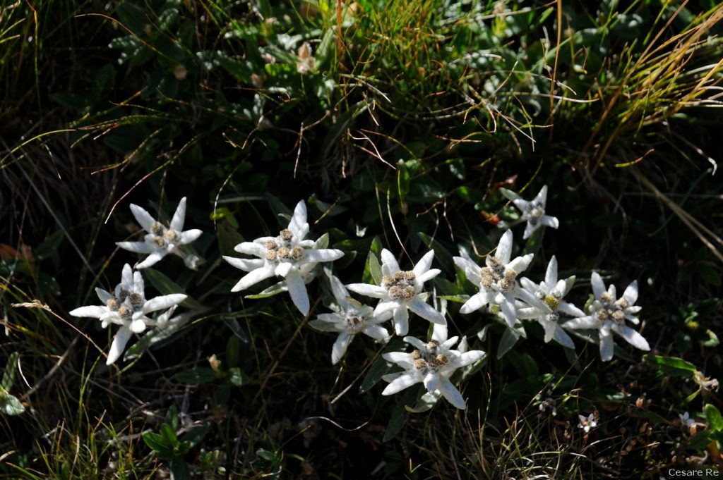 Stelle alpine. Foto di Cesare Re