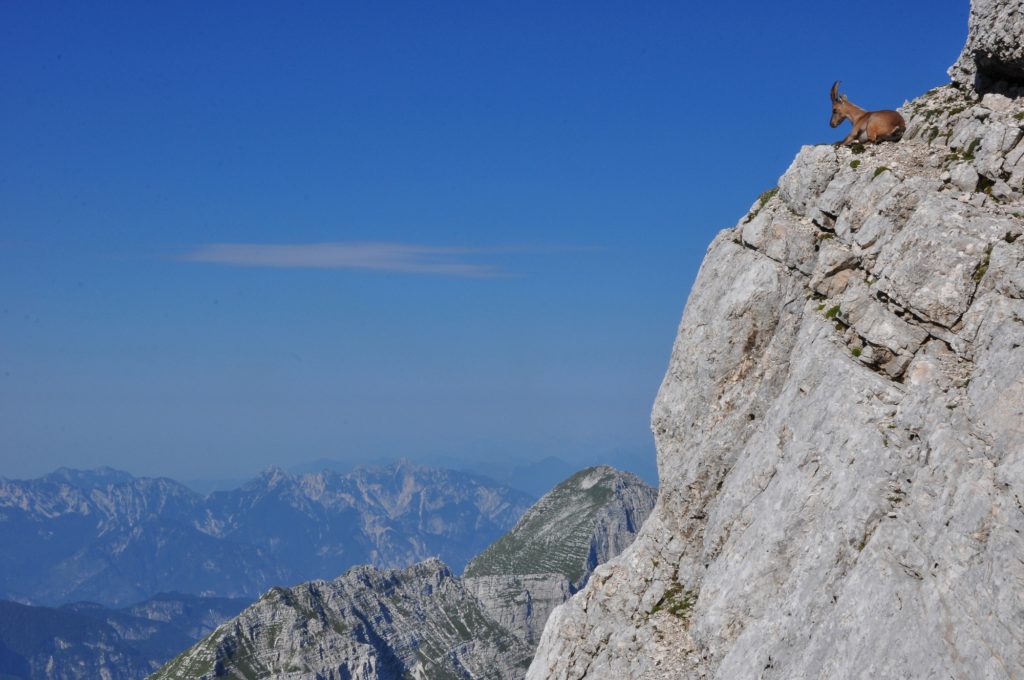 Jof di Montasio, stambecco. Foto di Stefano Ardito