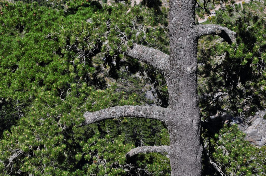 Pini intorno al rifugio. Foto di Stefano Ardito