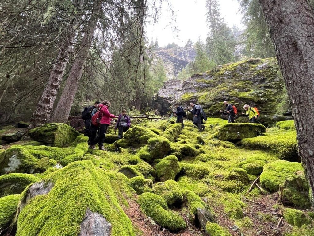 Tappeti di muschio. Foto di Michele Comi