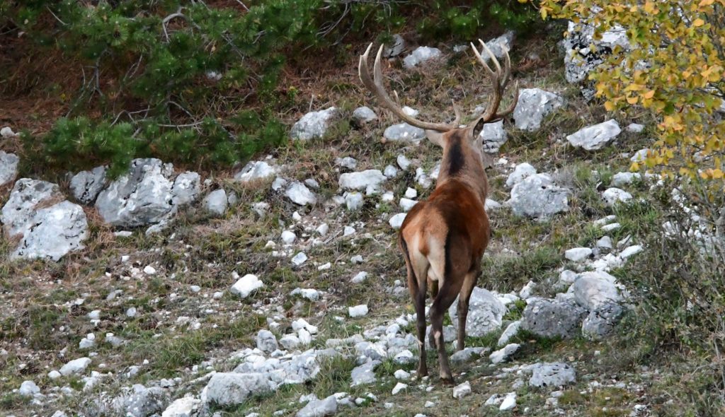 Un cervo ai piedi del Velino. Foto di Stefano Ardito