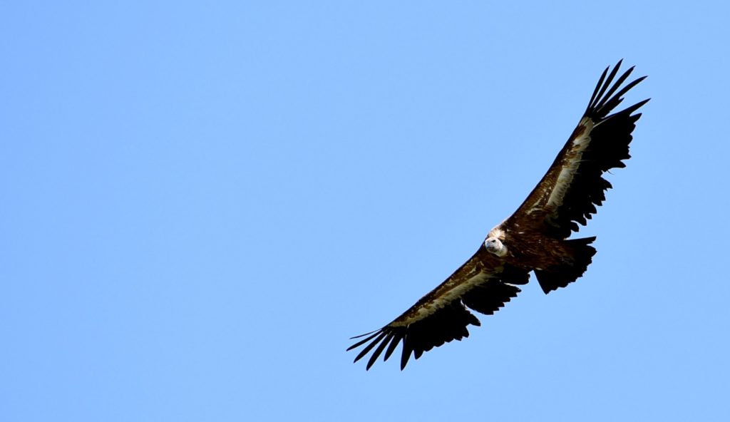Un grifone in volo. Foto di Stefano Ardito