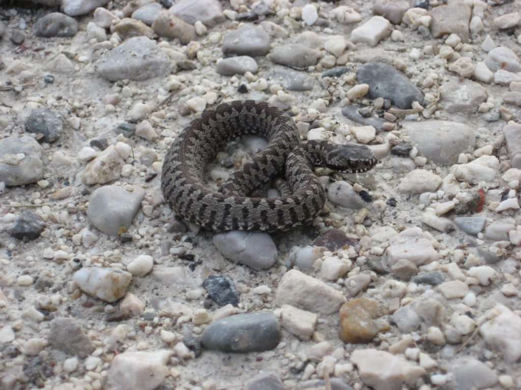 Marasso (Vipera berus). Foto @ Valma/Wikimedia Commons