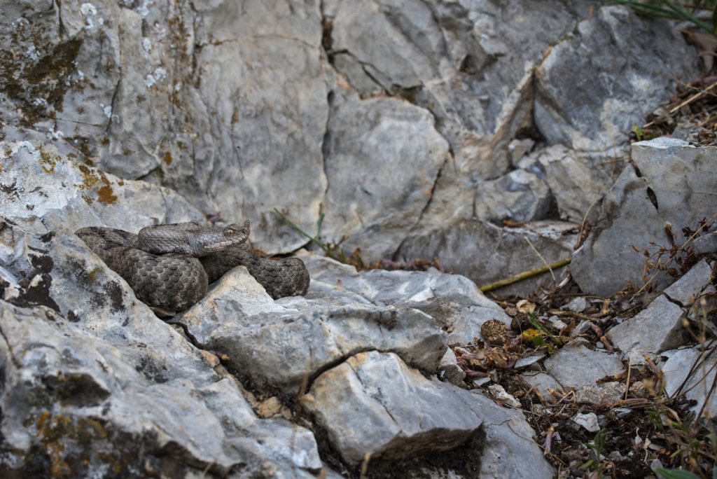 Vipera dal corno (Vipera ammodytes). Foto di Mattia Panzeri