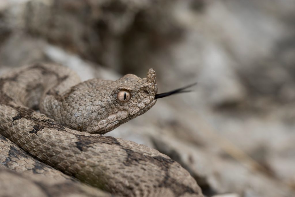 Vipera dal corno (Vipera ammodytes). Foto di Mattia Panzeri